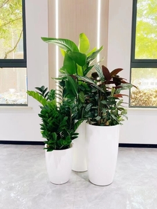 宁波慈溪花卉租赁方案，绽放不一样的美